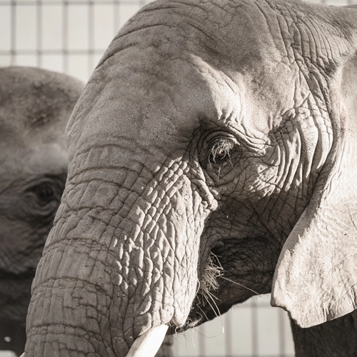 Detailaufnahme eines Elefantenauges mit faltiger Haut und langen Wimpern in Sepia-Tönen. Ausdrucksstarkes Tierportrait.